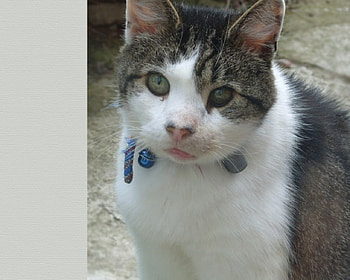 what a cute cat, lief, poes, kat, what a sweety HD wallpaper
