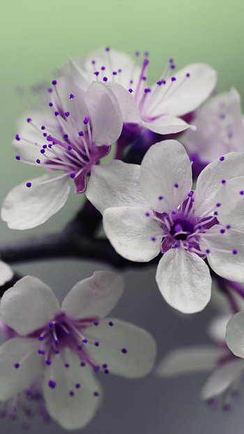 Beautiful Flower's, purple HD phone wallpaper