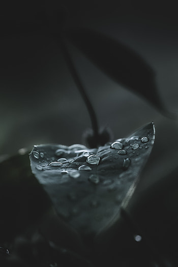 Drops, Macro, Dark, Wet, Dew, Leaflet HD phone wallpaper