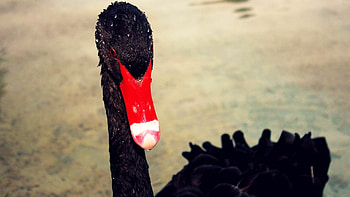 Swan beak black, Red accent, Striking contrast, Bold and vibrant HD wallpaper