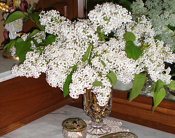 still life, white, lilacs, vase, beautiful HD wallpaper