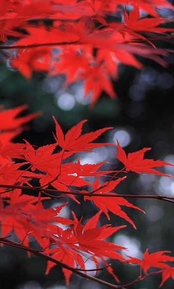Red leaves, Vibrant colors, , Autumn wonders HD phone wallpaper