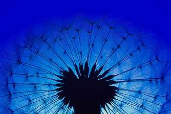 Dandelion Macro Flower, dandelion, plant, flowers, nature, macro HD wallpaper