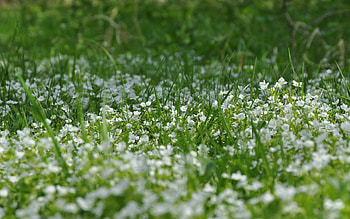 Nature, Flowers, Grass, Summer, Lawn HD wallpaper