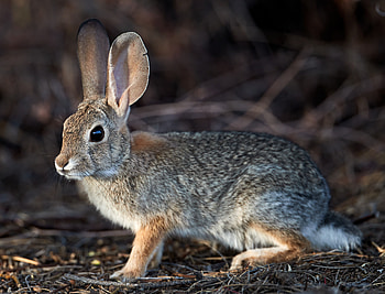 Animals, Fluffy, Animal, Rabbit, Hare HD wallpaper