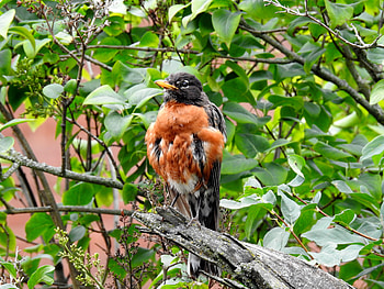 Ruffled Feathers, Bird, Summer, Tree, Robin, graphy HD wallpaper