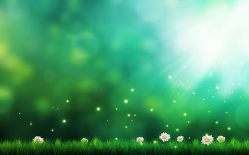 Daisies Green Background px HD wallpaper