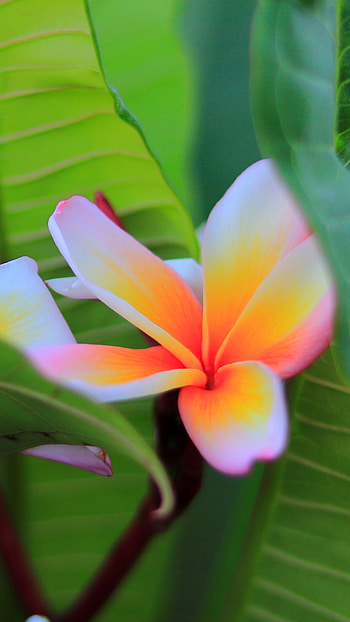 Frangipani flower, Nature's beauty, Blossom in full bloom, Captivating fragrant HD phone wallpaper