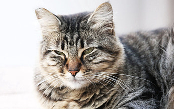Animals, Cat, Muzzle, Striped, Squint, Blink HD wallpaper