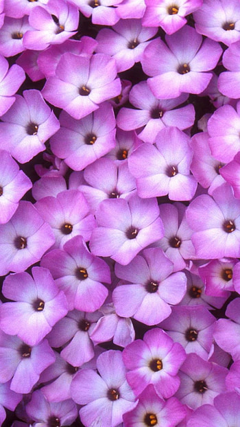 Purple Flowers, Floral Background HD phone wallpaper