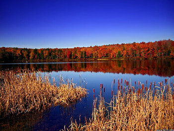 Pennsylvania view, pennsylvania, dry grass, forest, lake, autumn colours HD wallpaper