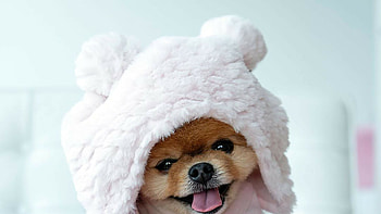 Dog, adorable jiffpom dog, lovable pet, cute HD wallpaper