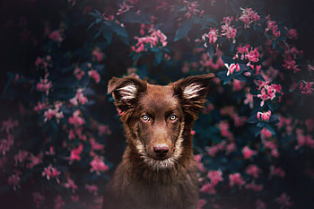 Dog Attractive Eyes, dog, animals HD wallpaper