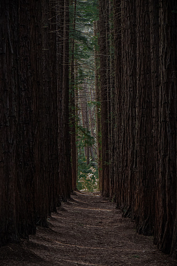 Nature, Trees, Pine, Forest, Path, Rows, Ranks HD phone wallpaper