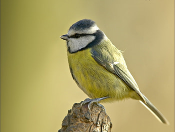 Animals, Birds HD wallpaper