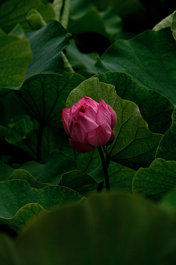 Lily, Flowers, Pink, Flower, Plant, Bud HD phone wallpaper
