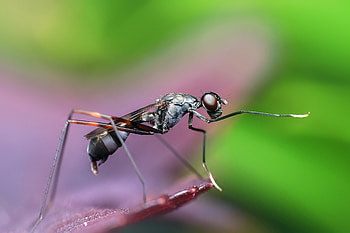 Macro, Insect, Paws HD wallpaper