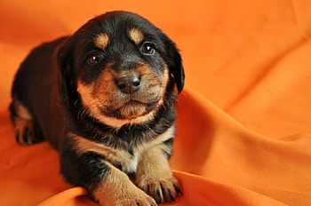 Dog, sweet, pay, dogs, puppies, cute, beautiful, beauty, playful, playful dog, puppy, dog face, pretty, animals, face, bubbles, lovely HD wallpaper