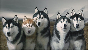 Alusky, Cute Husky, Animals, Michelle Thompson HD wallpaper