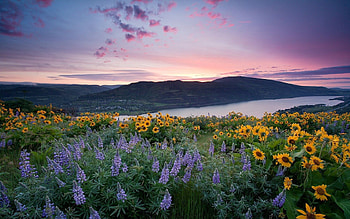 Nature, Flowers, Water, Sunflowers, Sky, Mountains, Polyana, Glade, Lupins HD wallpaper