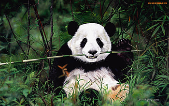 panda, bambo forest HD wallpaper