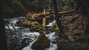 Waterfall, trees, water, forest HD wallpaper