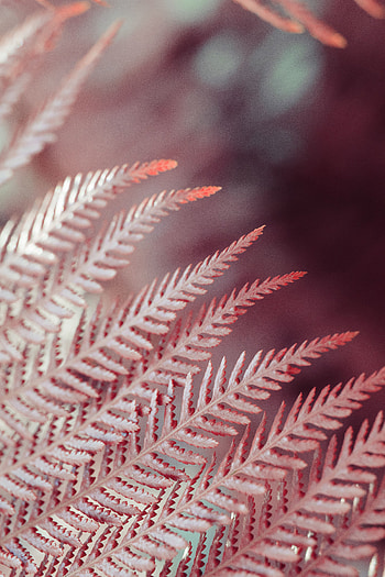 Leaves, Plant, Macro, Fern, Close-Up HD phone wallpaper