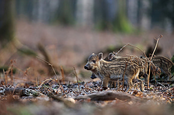 Baby boars, Wild Animals HD wallpaper
