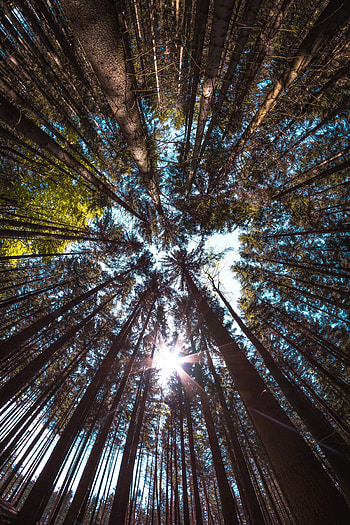 Nature, Trees, Forest, Branches, Trunks, Bark, Bottom View HD phone wallpaper