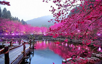 Cherry blossom, Lake, Pink, Bridge, Trees HD wallpaper