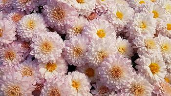 Flowers, Pink, Chrysanthemum, Tender, Blooms HD wallpaper