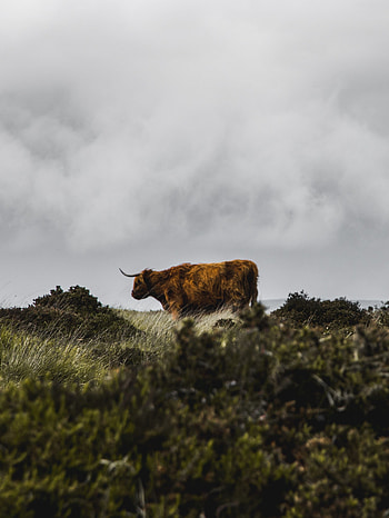 Animals, Nature, Brown, Field, Animal, Buffalo HD phone wallpaper