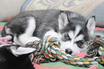 Animals, To Lie Down, Lie, Dog, Puppy, Husky, Haska HD wallpaper