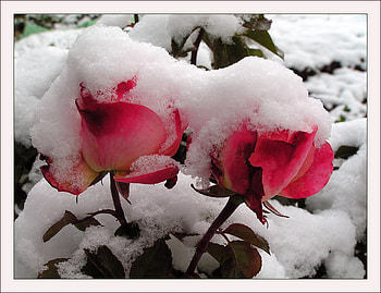 snow roses, art , two pink gardenroses, beautiful, snow HD wallpaper