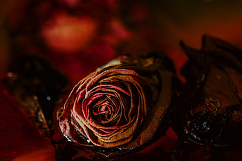 Flower, Macro, Rose Flower, Rose, Bud, Dry HD wallpaper