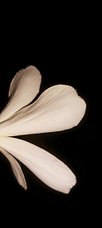 White flower, amoled, nature, night, black HD phone wallpaper