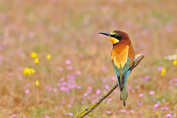 Animals, Flowers, Bird, Golden Bee-Eater, Golden Shhurka, Bee-Eater HD wallpaper