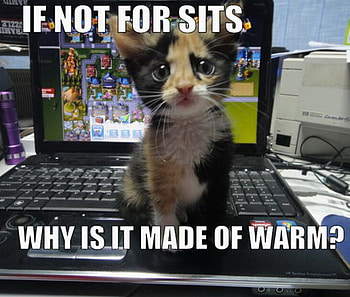 WHATS IT FOR, laptop, warm, kitty, sitting HD wallpaper