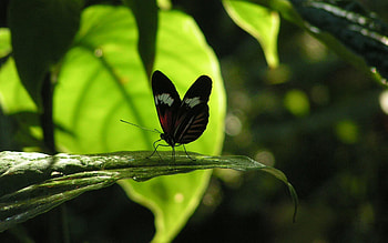 Butterflies, Insects HD wallpaper