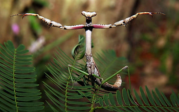 Plant, Macro, Forest, Insect, Mantis, Paws HD wallpaper