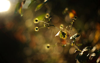 Grass, Plant, Macro, Glare, Branch, Stains, Spots HD wallpaper