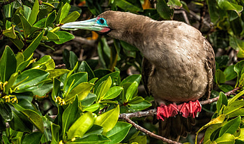Red footed booby, Go Galapagos, Bird, Beautiful HD wallpaper