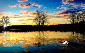 Animals, Birds, Rivers, Swans HD wallpaper
