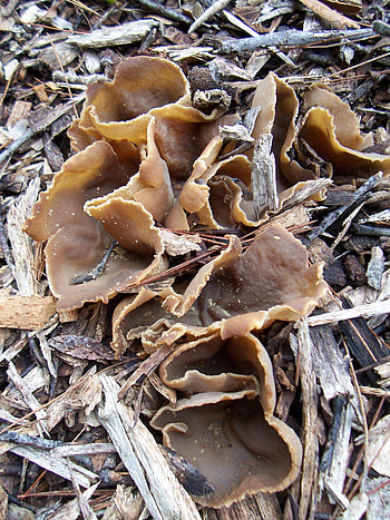 Unexpected edible mushrooms, Wood chip pile, Gardening, Growing fruit HD phone wallpaper