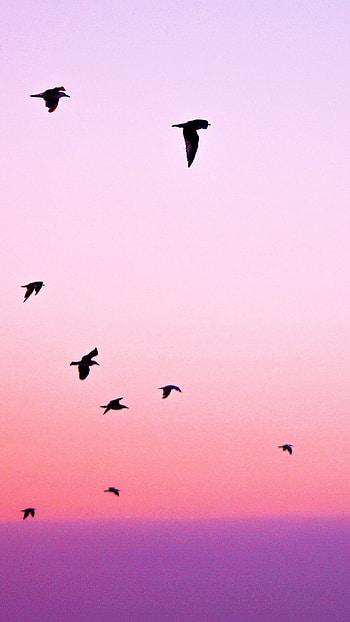 Flying Birds, birds, flying, nature HD phone wallpaper