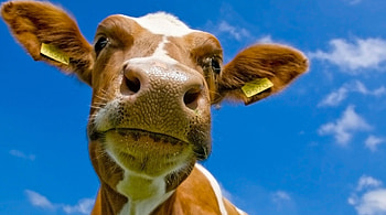 Cow, blue, clouds, sky HD wallpaper