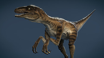 Velociraptor, Popular , backgrounds, Dinosaur predators HD wallpaper