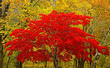 Landscape, Trees, Autumn HD wallpaper