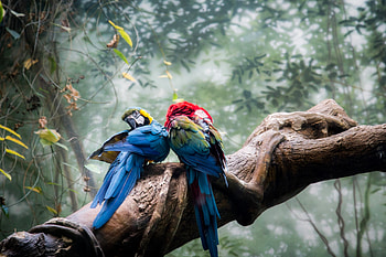 Colorful Parrots Couple, parrot, colorful, birds HD wallpaper