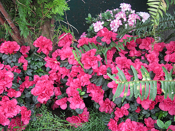 Professional gardener at the glass pyramids 19, Azalea, graphy, green, red, Flowers, garden, Pink HD wallpaper
